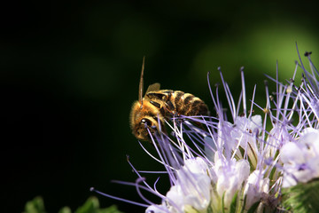 Bee, apis mellifera and honey plant phacelia. A honey and pollen plant also cultivated for beekeeping