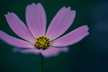 Obraz premium 秋桜さく秋