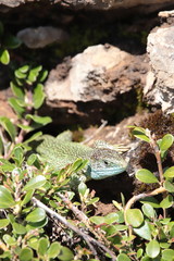 Western green lizard hidden in his shelter, Lacerta bilineata specie
