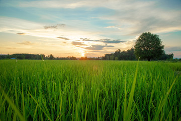Fototapeta na wymiar View of green rice field in evening time