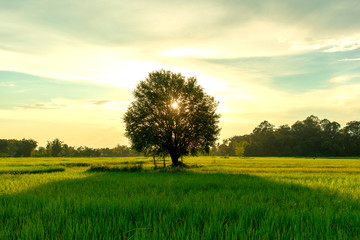View of tamarind tree in green rice field and evening time