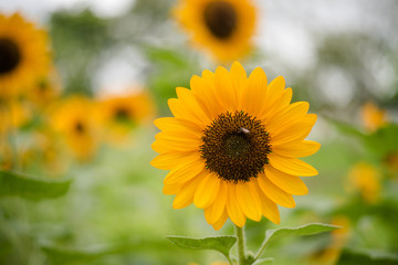 Obraz premium Close up of blooming sunflower in the field with blurred nature background.