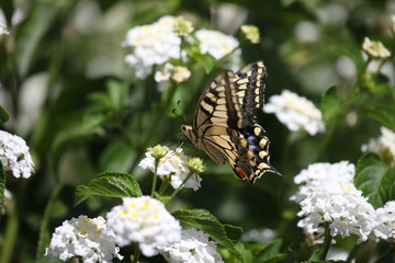 Schwalbenschwanz Schmetterling an weissen Blüten