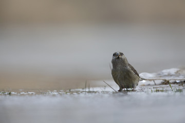 A female parrot crossbill (Loxia pytyopsittacus) drinking water from a hole in the ice- photographed from a low-angled view in  a morning sun.