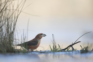 A male parrot crossbill (Loxia pytyopsittacus) drinking water from a hole in the ice- photographed from a low-angled view in  a morning sun.