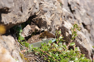 Western green lizard hidden in his shelter, Lacerta bilineata specie
