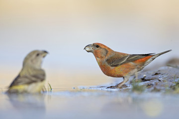A male parrot crossbill (Loxia pytyopsittacus) drinking water from a hole in the ice- photographed from a low-angled view in  a morning sun.