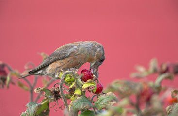 A male Red Crossbill (Loxia curvirostra) perched on a branch feeding from a  rose hip bush- On a cold winter day with a beautiful background.