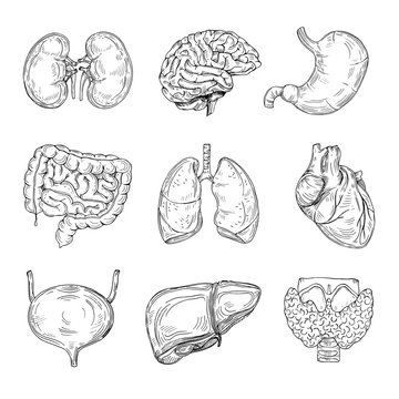 15+ Drawing Of Organ System