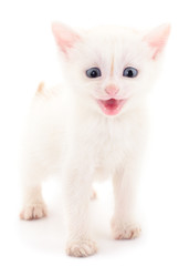 Smal white kitten .