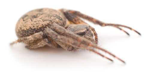 House spider isolated.