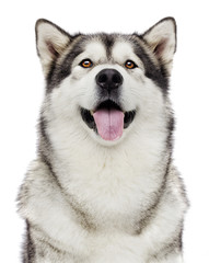 portrait of dog Alaskan malamute - obrazy, fototapety, plakaty