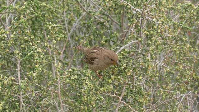 Close-up view of small sparrow who is eating on bush
