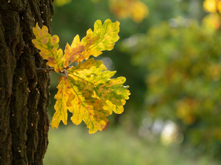 Yellow oak leaves at autumn day