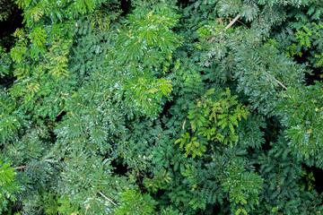 top view over the lush mountain landscape