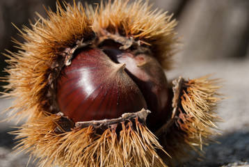 Close-up of one chestnut hedgehog