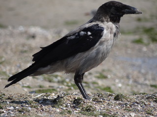 Crow