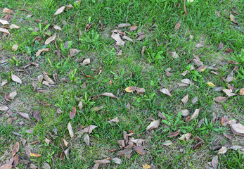 Grass background with leaves