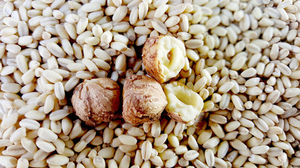 organic hazelnuts on a wheat seeds background