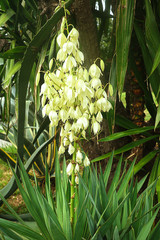 Obraz premium Yucca filamentosa palm with sword-shaped leaves e white flower spikes