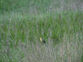 Wagtail