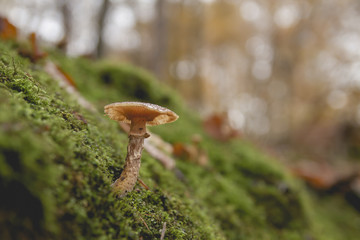 wild mushroom growing on the forest green moss