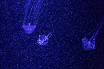 Jellyfish in the sea