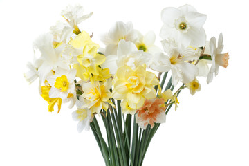 Spring bouquet of daffodils isolated on white background.