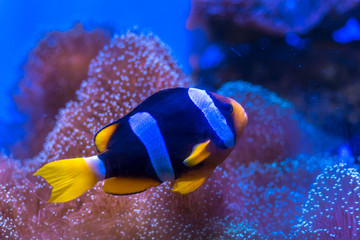 Clark's anemonefish, Yellowtail clownfish