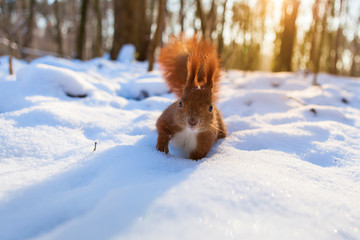Red squirrel in snowy forest looking at camera © lukszczepanski