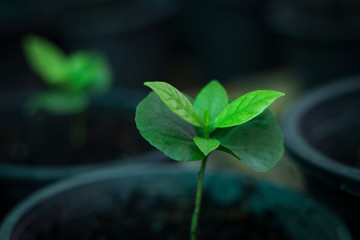 Young coffee plants