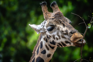Portrait einer Giraffe