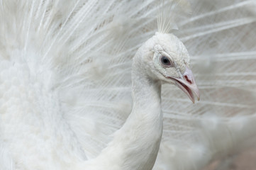 White peacock