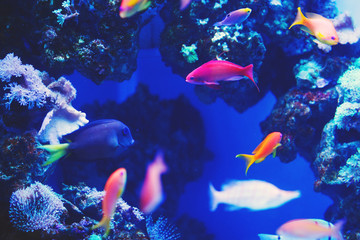 Fototapeta na wymiar Colorful aquarium fish, algae and corals in the dark blue water in the oceanic center.