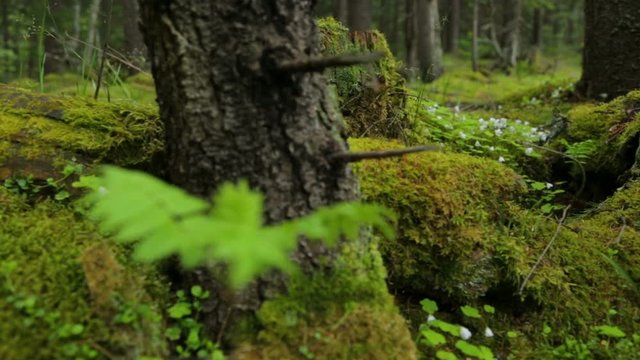 Old mossy stumps in spring forest