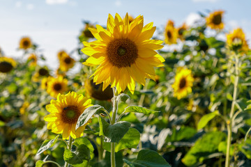 beautiful, colorful sunflowers grow