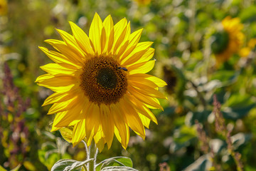beautiful, colorful sunflowers grow