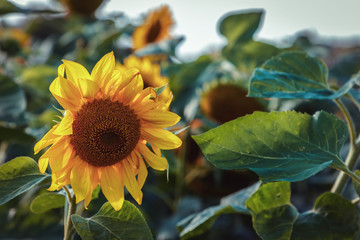 Naklejka premium beautiful, colorful sunflowers grow