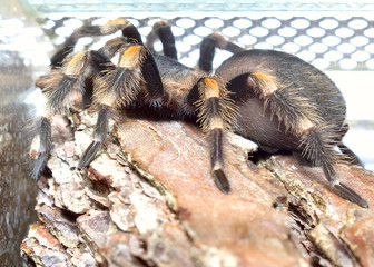 spider brachypelma smithi, age one year