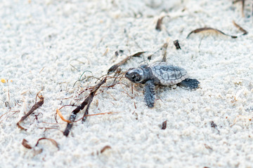 Baby Sea Turtle