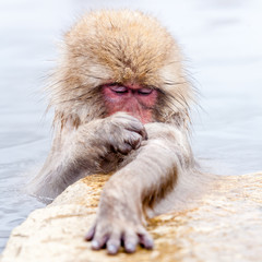 Obraz premium Cute japanese snow monkeys sleeping in a hot spring. Nagano Prefecture, Japan.