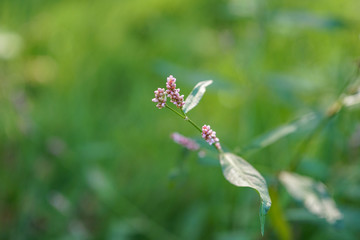 Green vegetation in the rays of the sun.