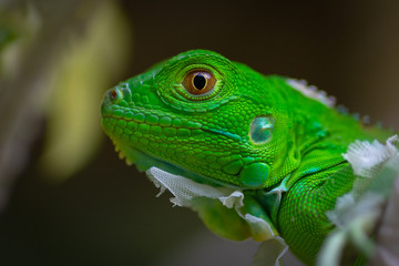 Green Iguana
