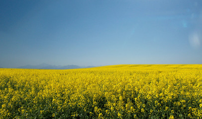 Fototapeta premium Field yellow flowers on the background of mountains and blue sky.