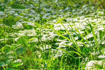 Green vegetation. Summer park.