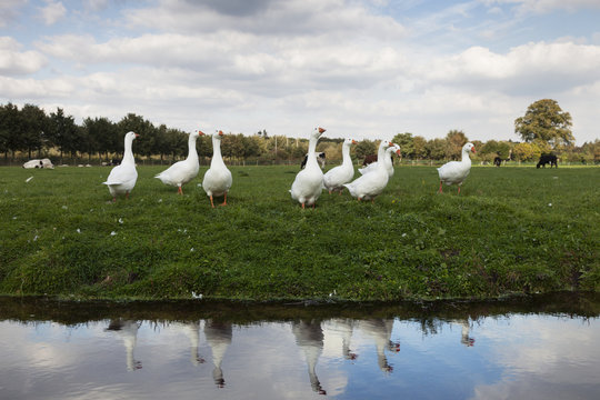 row of white geese in green grassy meadow reflected in water of canal in holland