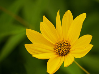 Beautiful blooming yellow flower head on green background