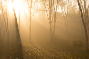 foggy forest in morning time