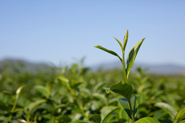 Fototapeta premium fresh tea plant in farm