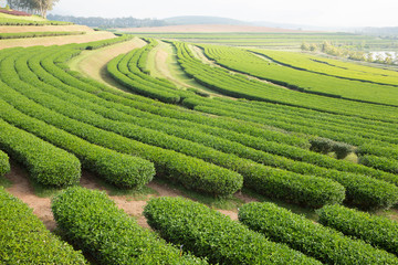 fresh tea plant in farm